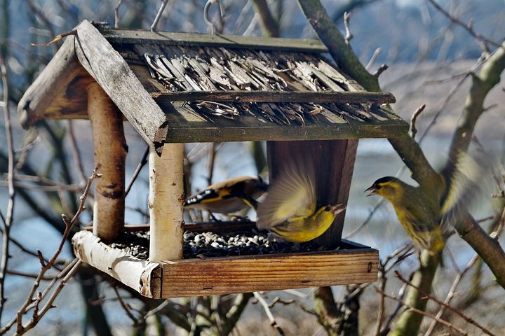 Vogelhäuschen im Garten